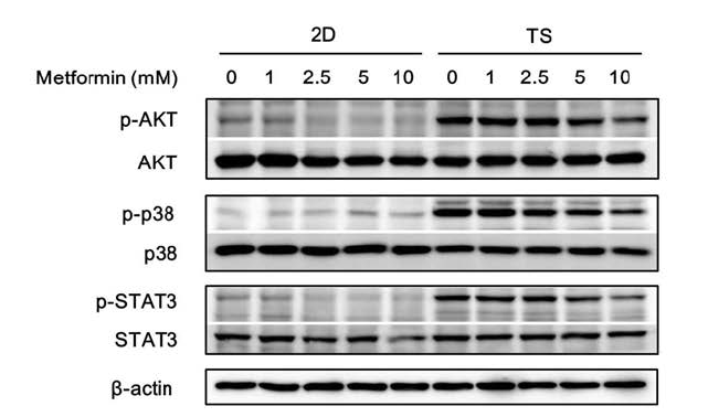 Monolayer (2D)와 tumorsphere (TS) 세포에 대한 Metformin의 항암 작용기전 분석