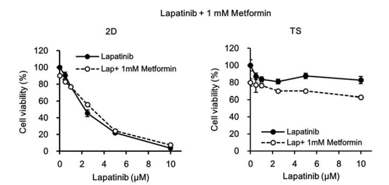 Monolayer (2D)와 tumorsphere (TS) 세포에 대한 lapatinib (Lap)과 metformin의 병합처리 효과