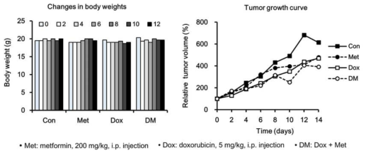 유방암 동물모델에서 doxorubicin과 metformin의 병합투여 효과