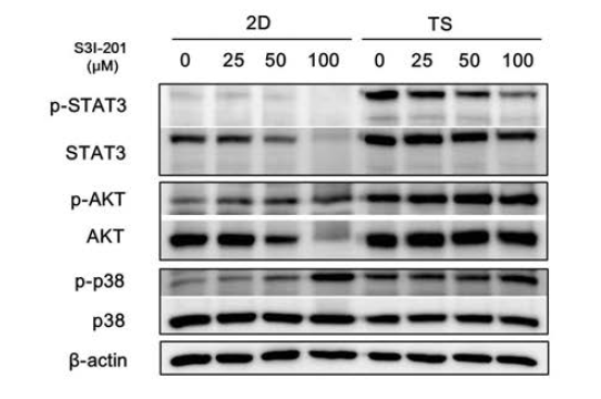 Tumorsphere 세포에서 S3I-201에 의한 STAT3, AKT 및 p38의 활성 변화