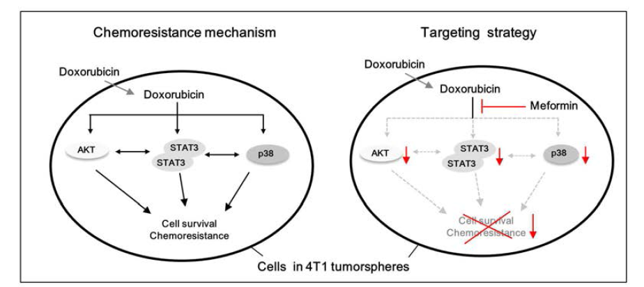 휴지기 상태인 4T1세포의 doxorubicin 내성 기전과 metformin의 작용기전