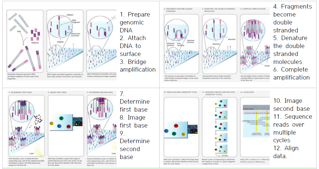 Illumina Genome Analyzer를 활용한 염기서열 분석