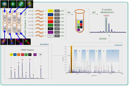 iTRAQ 분석법의 개요