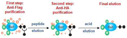 Double affinity immunoprecipitation의 모식도