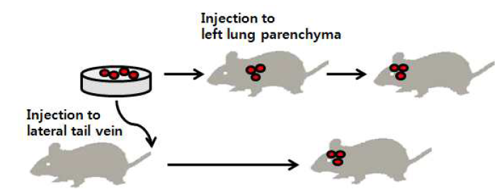 Orthotopic metastasis assay 모식도