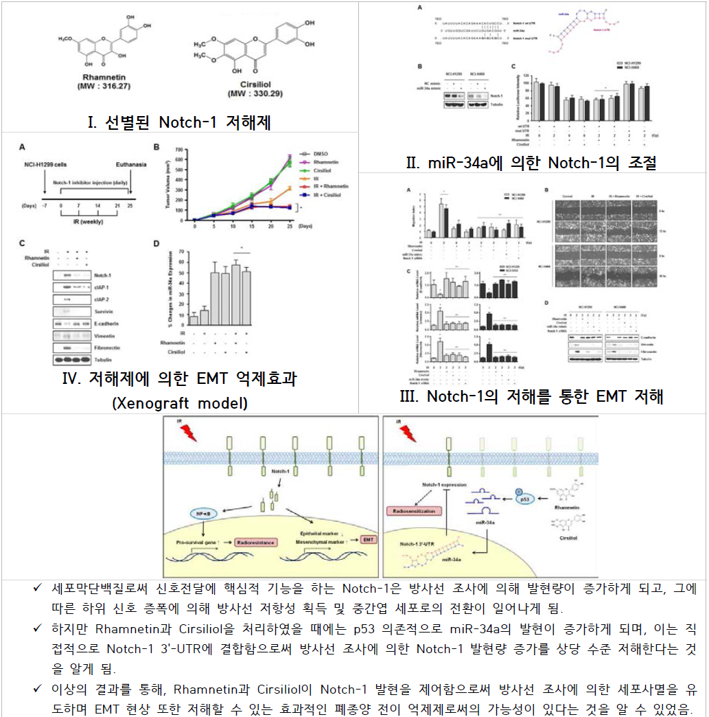 Notch-1에 의한 EMT 기전 확립 및 저해제를 통한 비소세포폐암의 전이능 조절