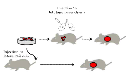 폐암 동물모델 모식도