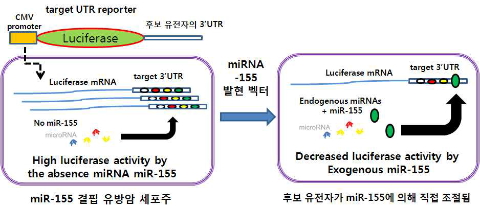 miR-155에 의해 조절되는 것으로 예측되는 대사조절 유전자의 확인과정