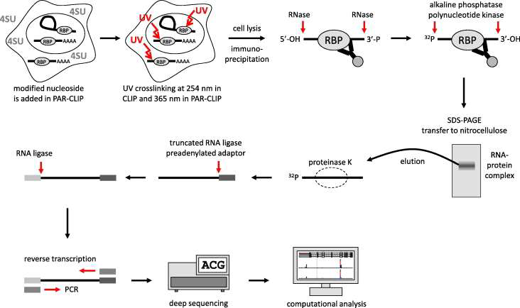 miRNA의 target을 발견하기 위한 Ago-CLIP-HTS 방법