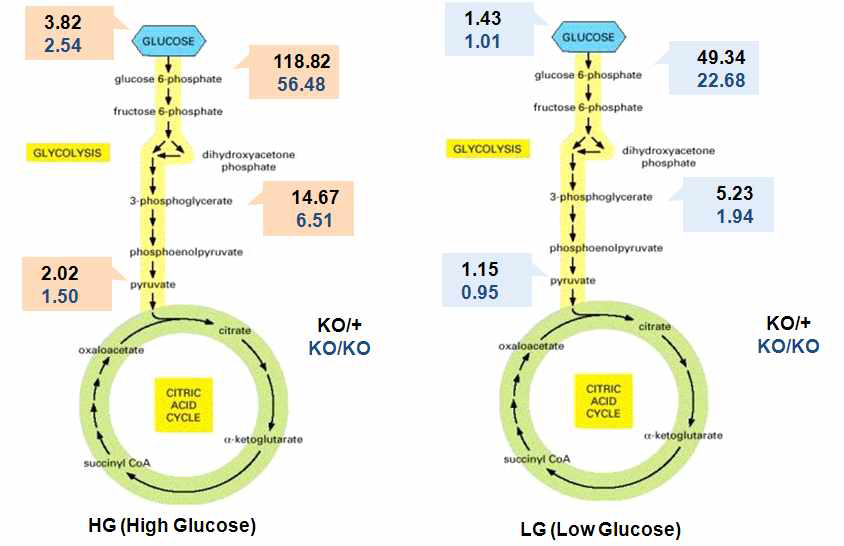 정상　배지와　low glucose 배지에서　miR-155가　결핍될　 경우　나타나는　대사과정의　변화