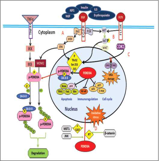 Foxo3a의　기능과　upstream signaling pathway