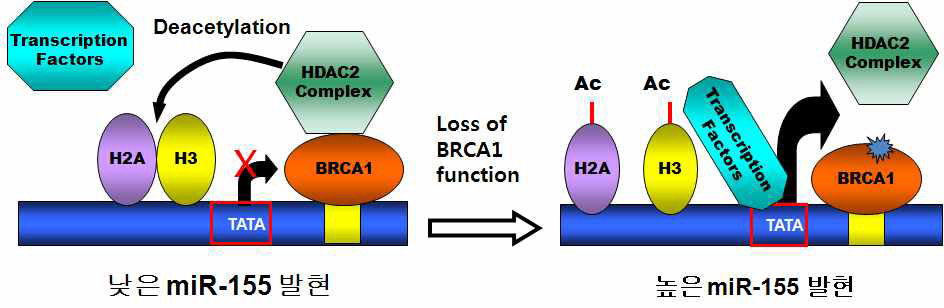BRCA1이 miR-155를 조절하는 기작을 보여주는 모식도