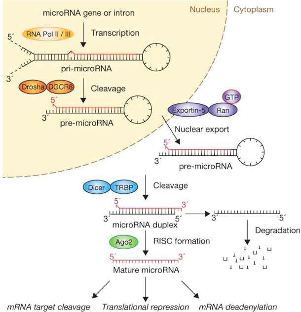 microRNA (miRNA)의 생성과정을 그린 모식도 (Nature Cell Biology, 11, 228 – 234, 2009)