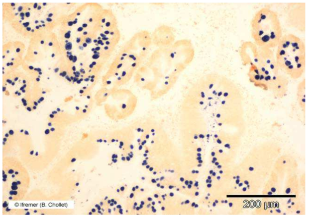 Marteilia refringens에 감염된 Flat oyster Ostrea edulis를 in situ hybridization으로 진단한 사진 (objective X10).