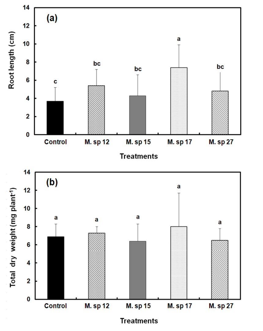 Inoculation effect of 4 different Methylobacterium strains on root length and total dry weight of Cabbage