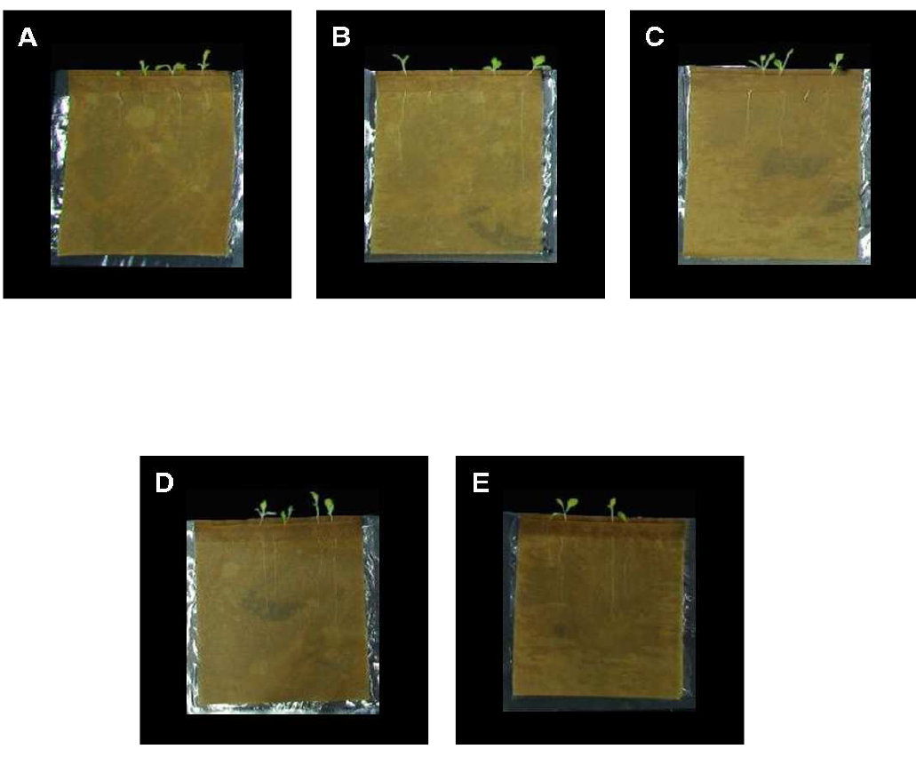 Gnotobiotic root elongation assay of cabbage in seed germination pouch