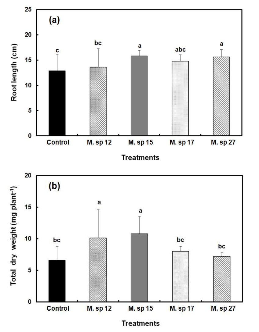 Inoculation effect of 4 different Methylobacterium strains on root length and total dry weight of cucumber