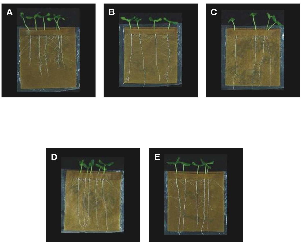 Gnotobiotic root elongation assay of cucumber in seed germination pouch