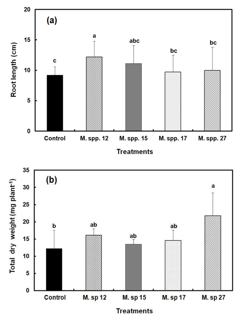 Inoculation effect of 4 different Methylobacterium strains on root length and total dry weight of tomato