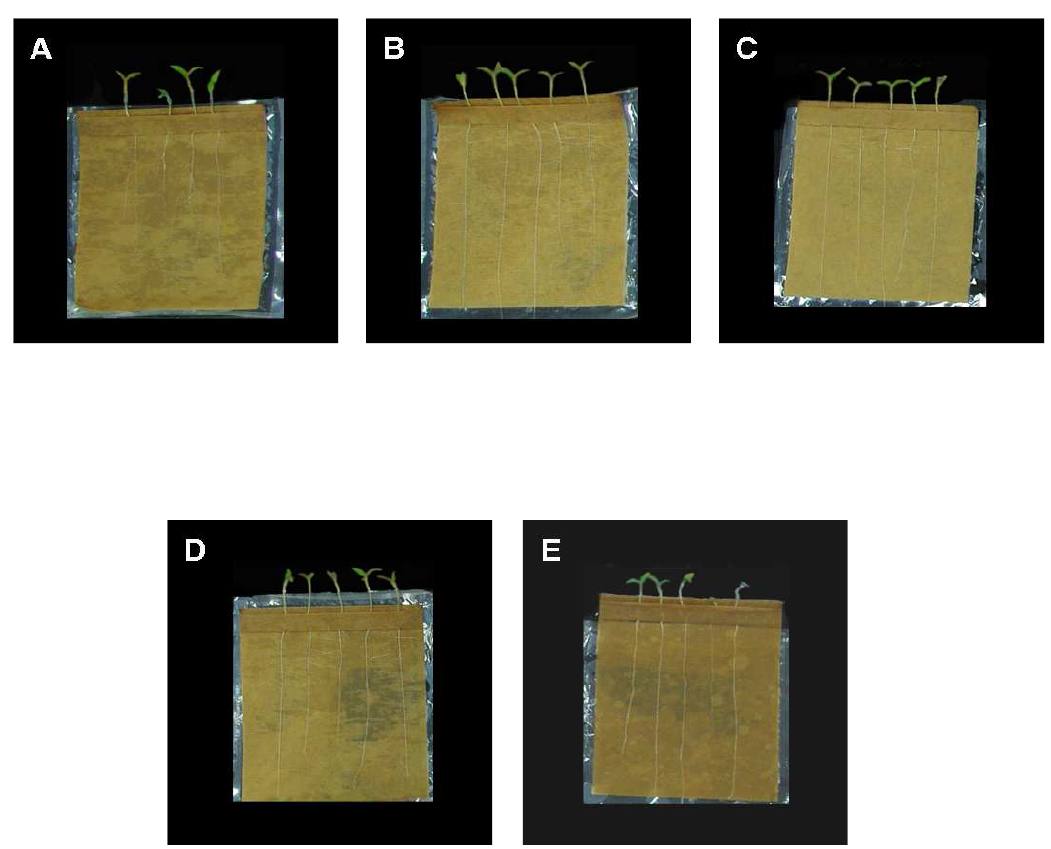 Gnotobiotic root elongation assay of tomato in seed germination pouch.