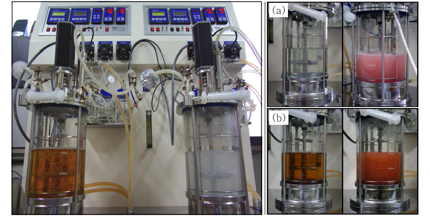 5 L Fermenter set up for Methylobacterium sp. 20 growth in AMS (a) and YMEP (b) media.
