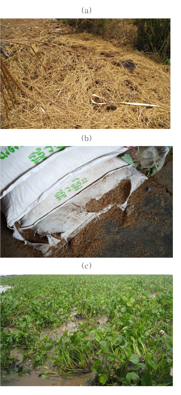 캄보디아 현지의 유기자원; (a) 볏짚 및 우분더미; (b) 왕겨; (c) 부레옥잠.