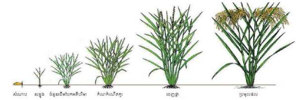 Sen Pidao 의 생육 단계별 도식