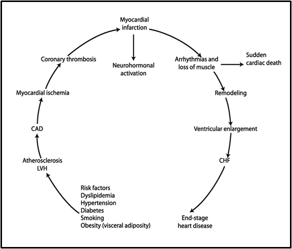 Cardiovascular continuum