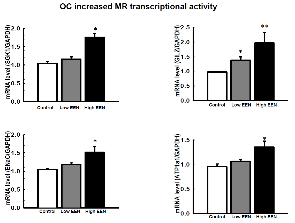 Transcriptional activity by MR