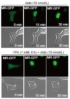 in-vitro imaging