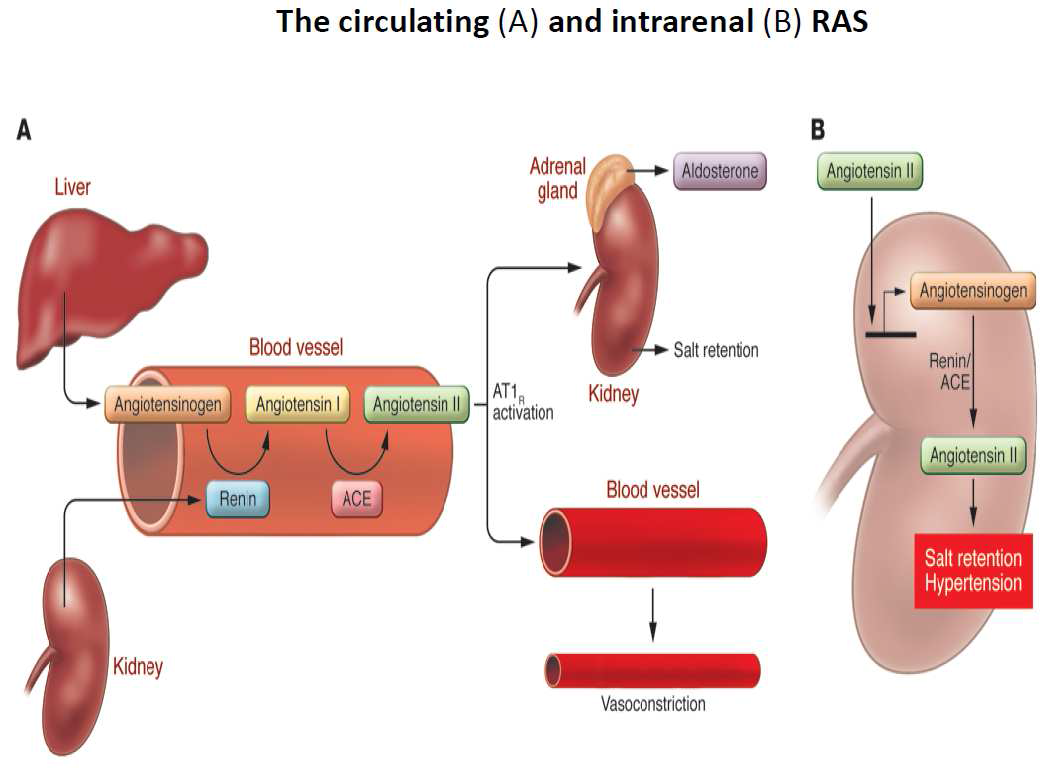 Renin-angiotensin-aldosterone system