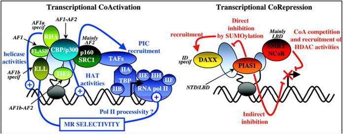 Transactivation by mineralocorticoid receptors