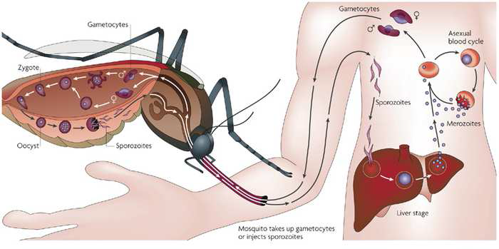 말라리아 생활사
