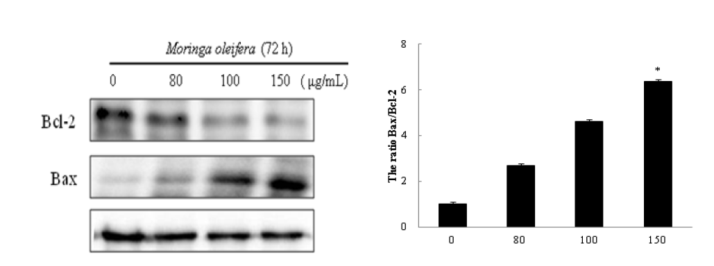 Expression and translocation of Bcl-2 family proteins.
