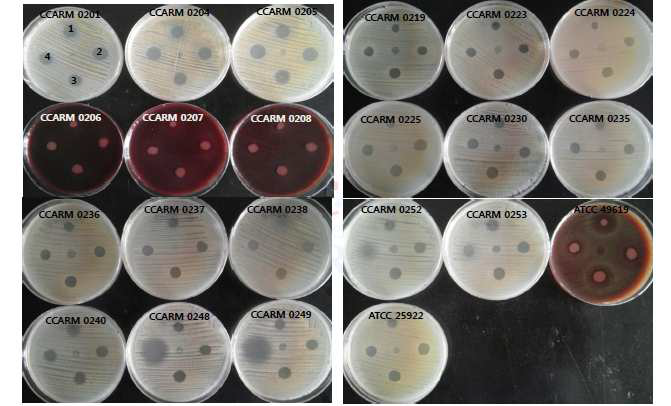 Antibacterial activity of compound isolated from African plant(1.0mM)