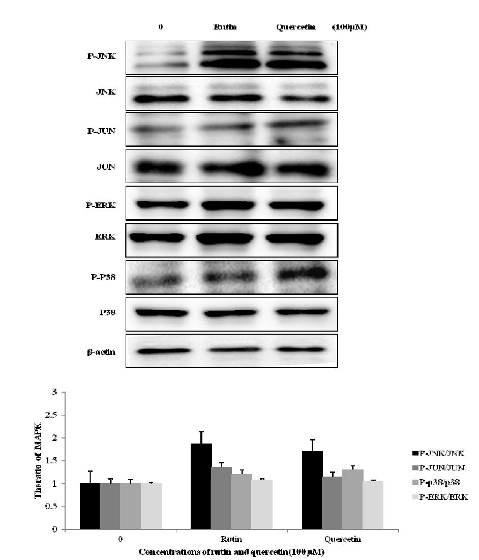 Regulation of MAPKs in Rutin and Quercetin-treated HCT116 human colon cancer cells.