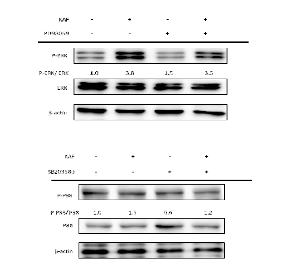 Western blot analysis of the Kigelia africana treated with or without MAPK inhibitor in HCT116 human colon cancer cells.