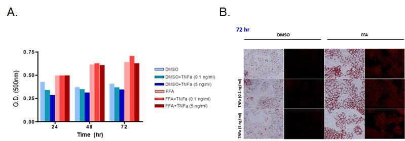 Oil red O 염색을 통한 HepG2 세포의 fatty acid uptake 확인