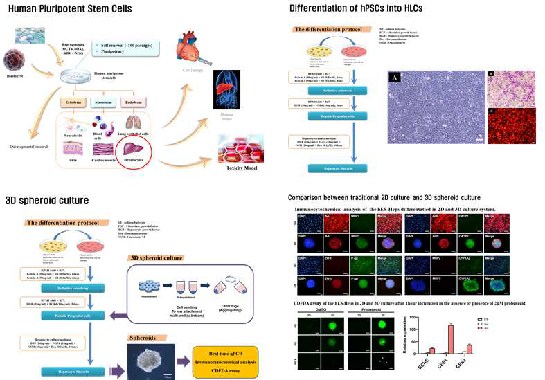 줄기세포 기술을 이용한 간독성평가 기술 논의