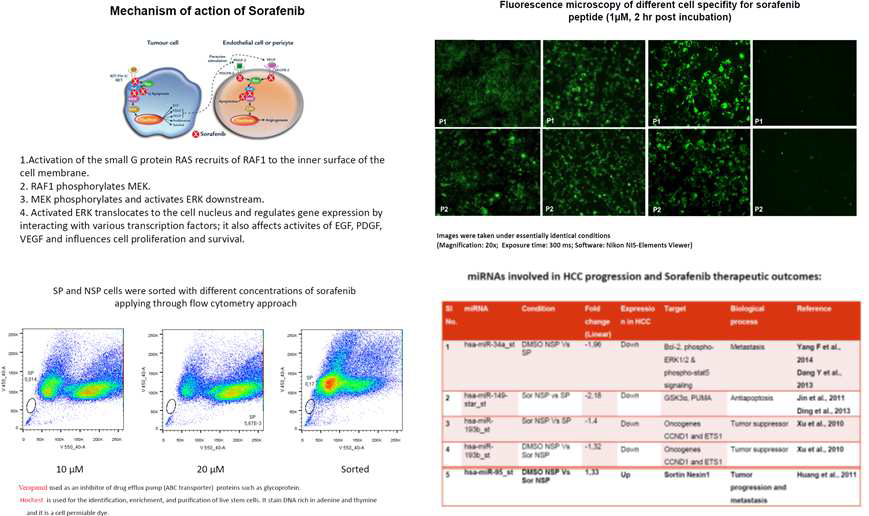 Sorafenib 항암제의 기전 연구 및 암줄기세포의 miRNA 분석 결과 논의