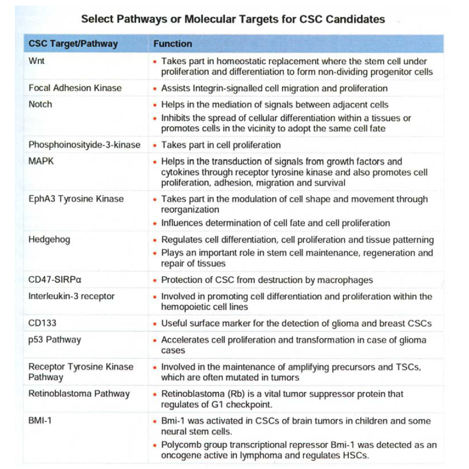 암줄기세포 치료제 타깃이 되는 관련 신호 과정