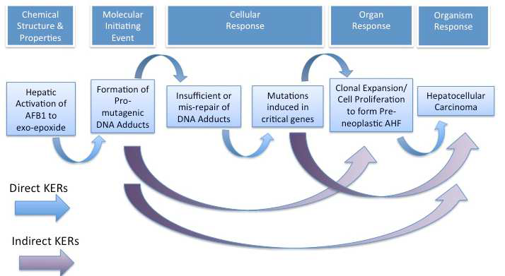DNA adduction에 의한 간암 발생 AOP 모식도