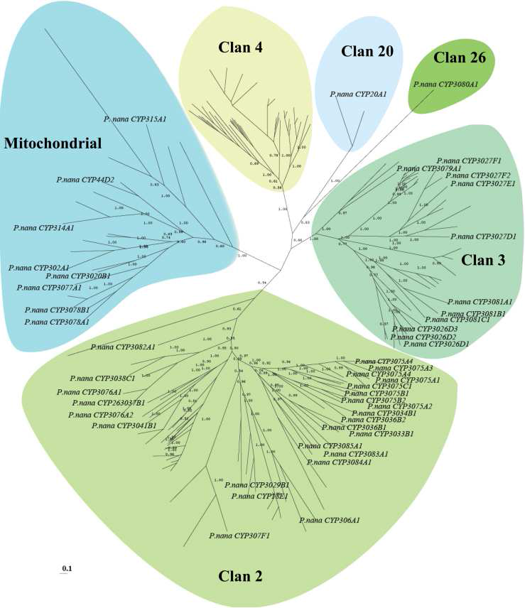 Marine copepod P . nana의 전체 46개 CYP gene 계통도