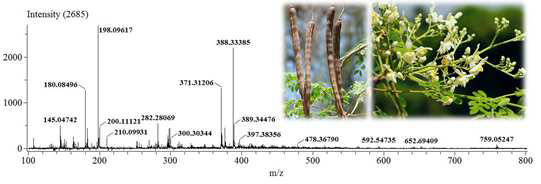 Moringa oleifera Lam.의 DART-MS fingerprint