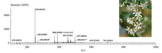 Azadirachta indica A. Juss (Sample ID : Bead 4)의 DART-MS fingerprint