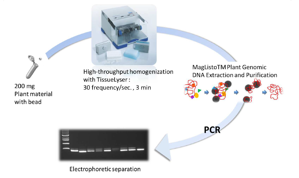 Flow chart of the plant DNA extraction and PCR protocol