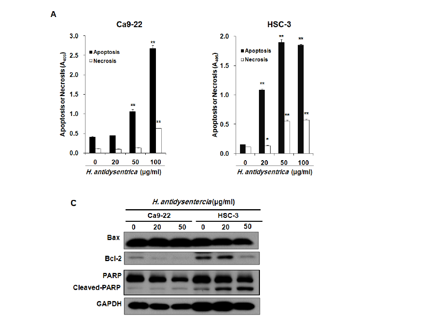 Holorina antidyssentrica이 구강암 세포에서 세포사멸을 유도하였음. A,B) Holorina antidyssentrica의 농도 의존적으로 세포사멸 및 괴사가 증가됨. C) Holorina antidyssentrica이Bcl2의 발현을 억제하고 절단된 PARP 양을 증가시켰음
