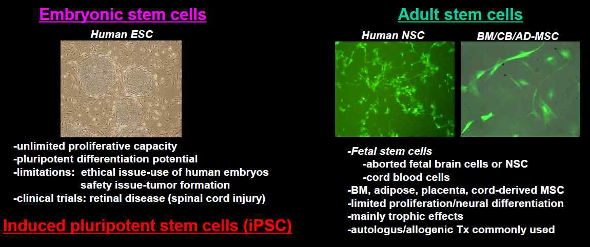 줄기세포의 종류 및 특징