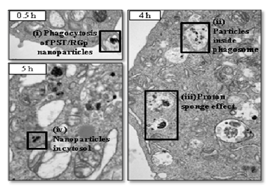 PST/RGp 복합체 처리 시 포식 세포 내의 복합체 분포(투과 전자 현미경)