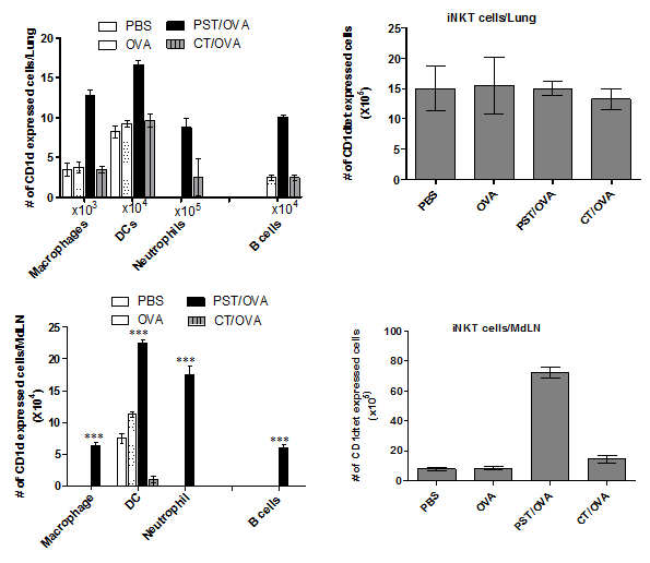 PST/OVA 복합체에 의한 Antigen presenting cells의 CD1d 발현 및 iNKT cells 활성 유도